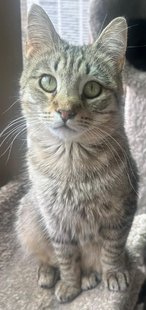 MASERATI, Baby Female Tabby
