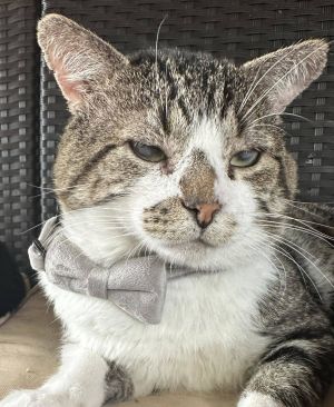 BEAU, Young Male Tabby