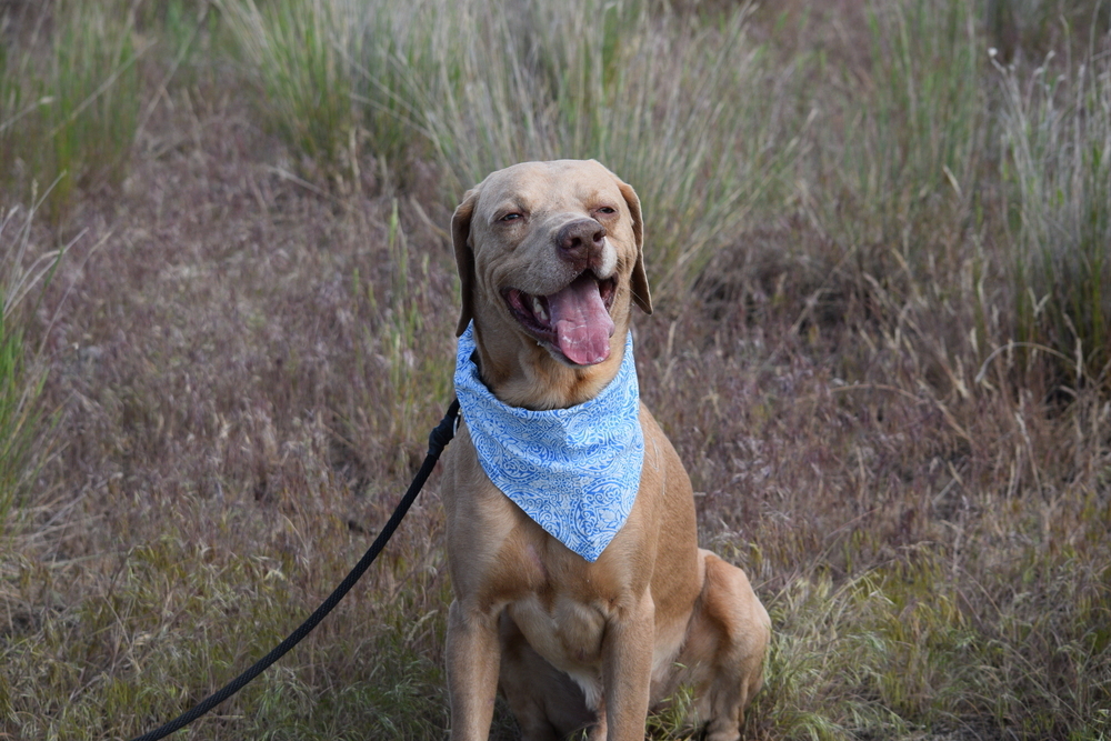 Zeus, an adoptable Weimaraner, Labrador Retriever in Salmon, ID, 83467 | Photo Image 4