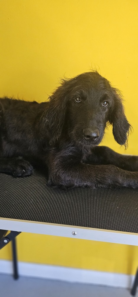 Lyria #3748, an adoptable Goldendoodle in Studio City, CA, 91604 | Photo Image 1