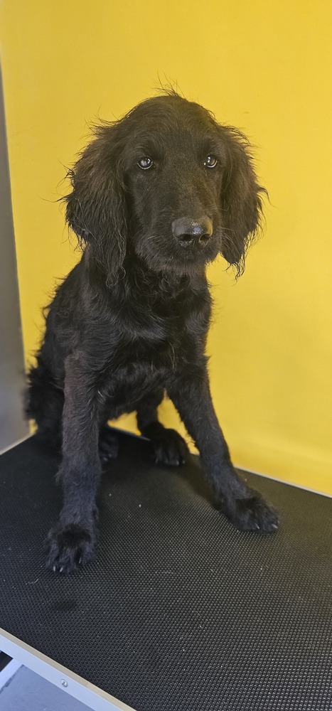 Lyria #3748, an adoptable Goldendoodle in Studio City, CA, 91604 | Photo Image 2