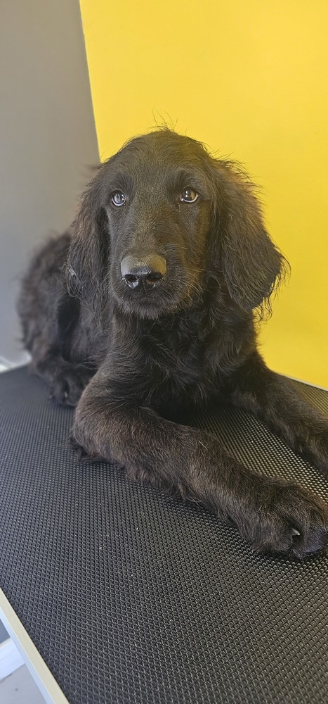 Lyria #3748, an adoptable Goldendoodle in Studio City, CA, 91604 | Photo Image 3