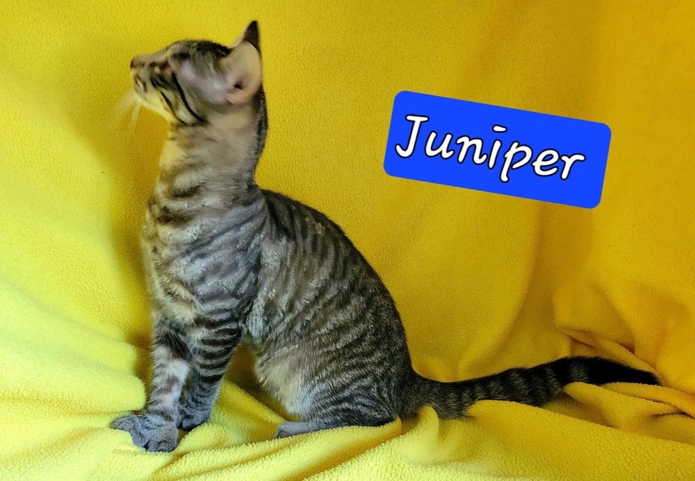 Juniper