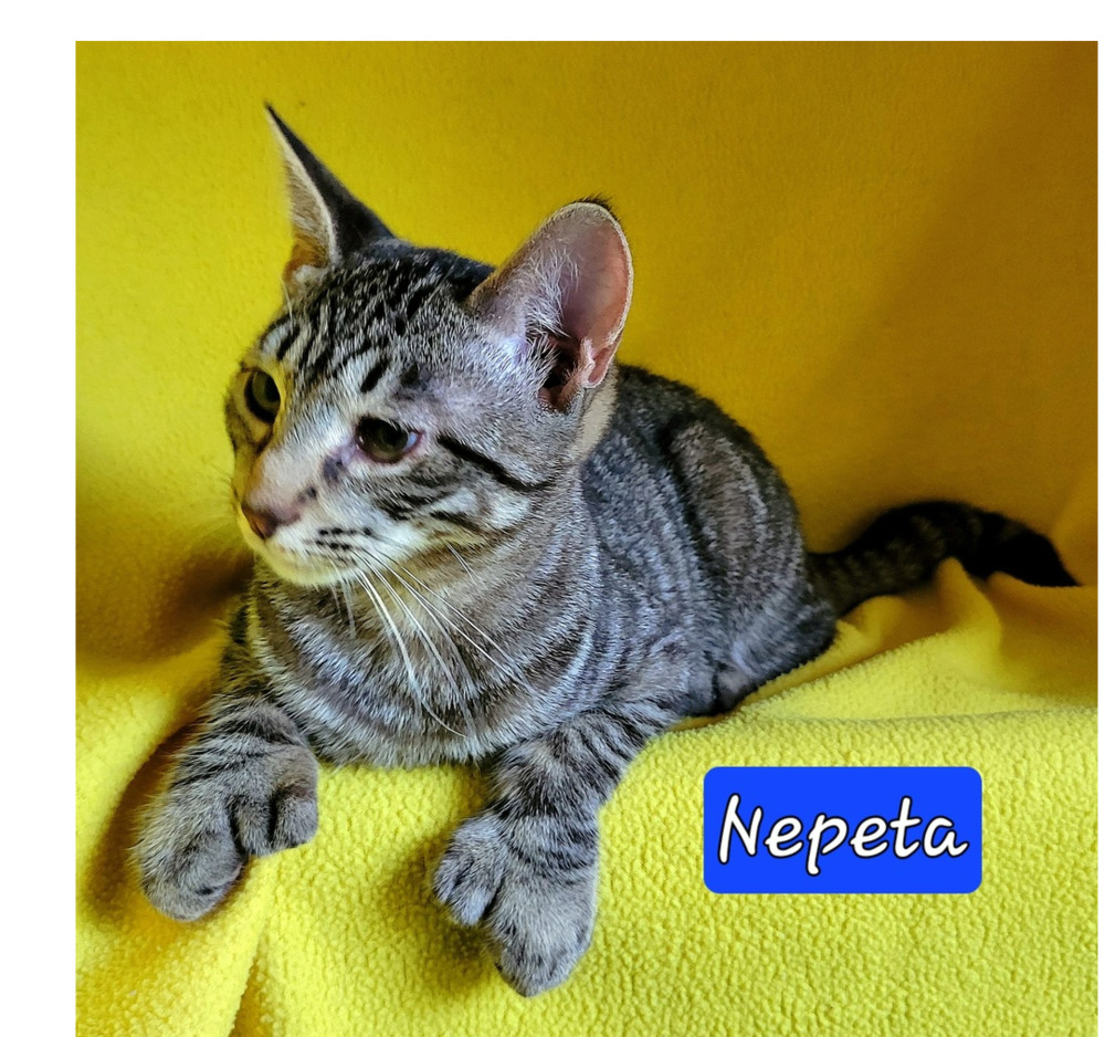 Nepeta (polydactyl)