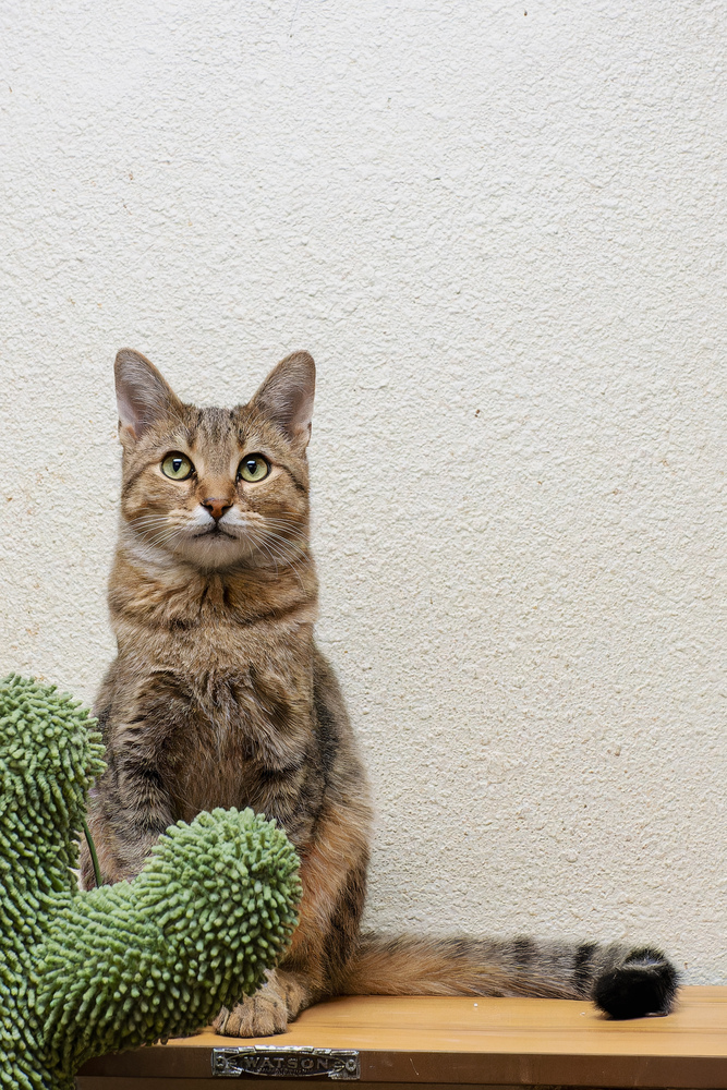 Safeway, an adoptable Domestic Short Hair in Page, AZ, 86040 | Photo Image 1