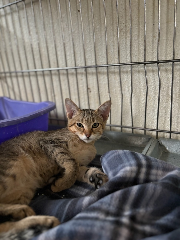 Safeway, an adoptable Domestic Short Hair in Page, AZ, 86040 | Photo Image 2