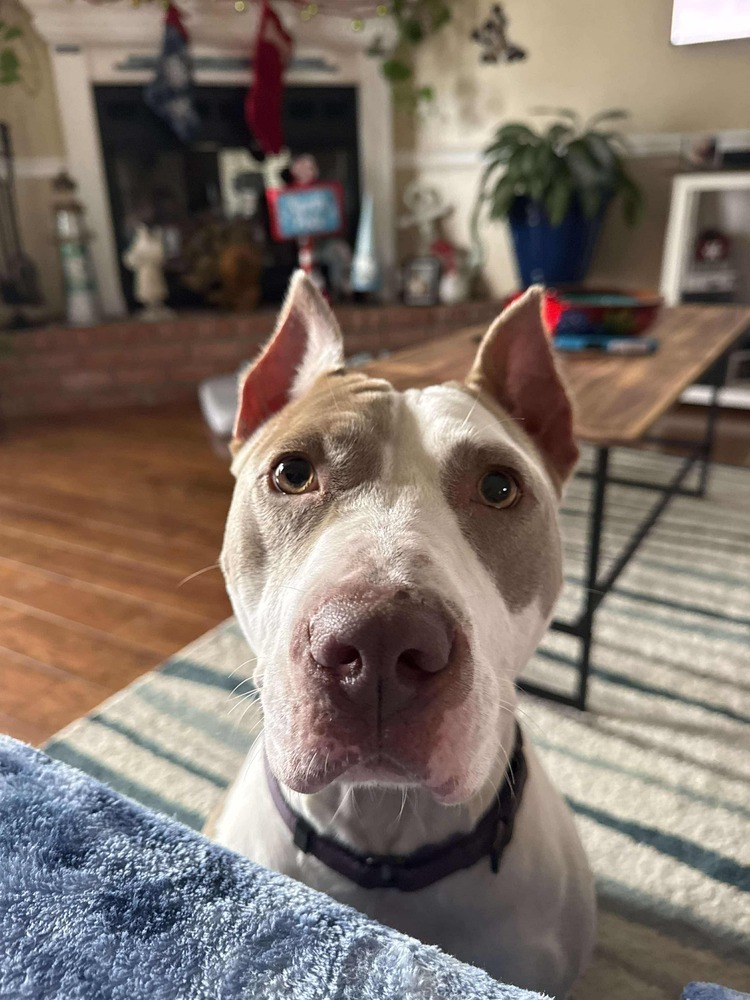 Aria