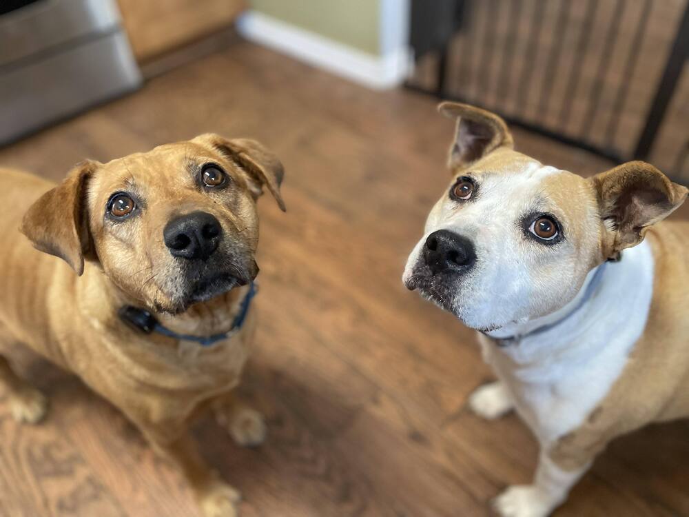 Moochie