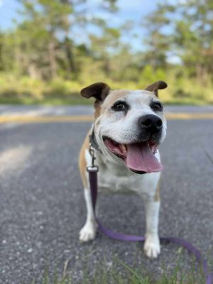Maybell, Adult Female American Bulldog