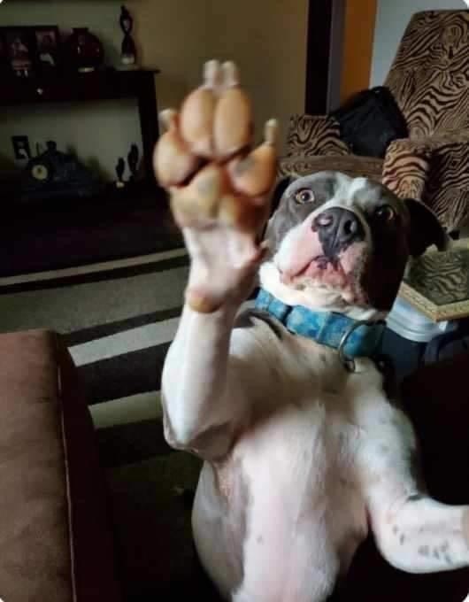 Buddy