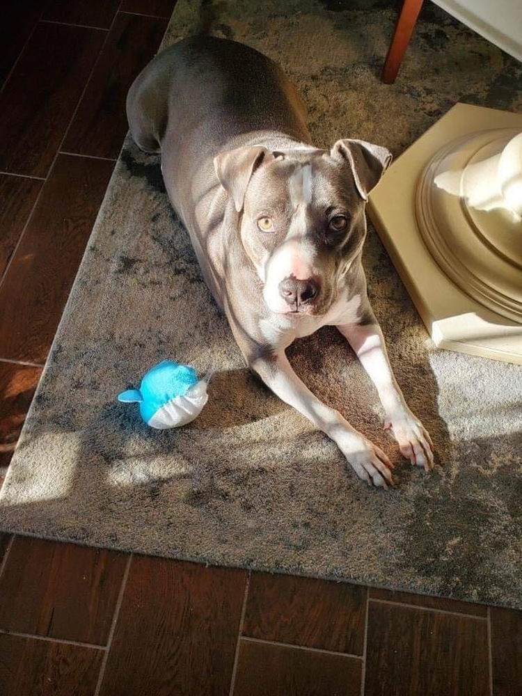 Buddy
