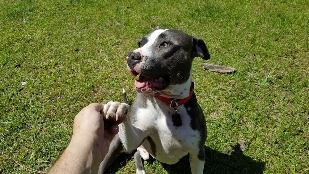 Buddy