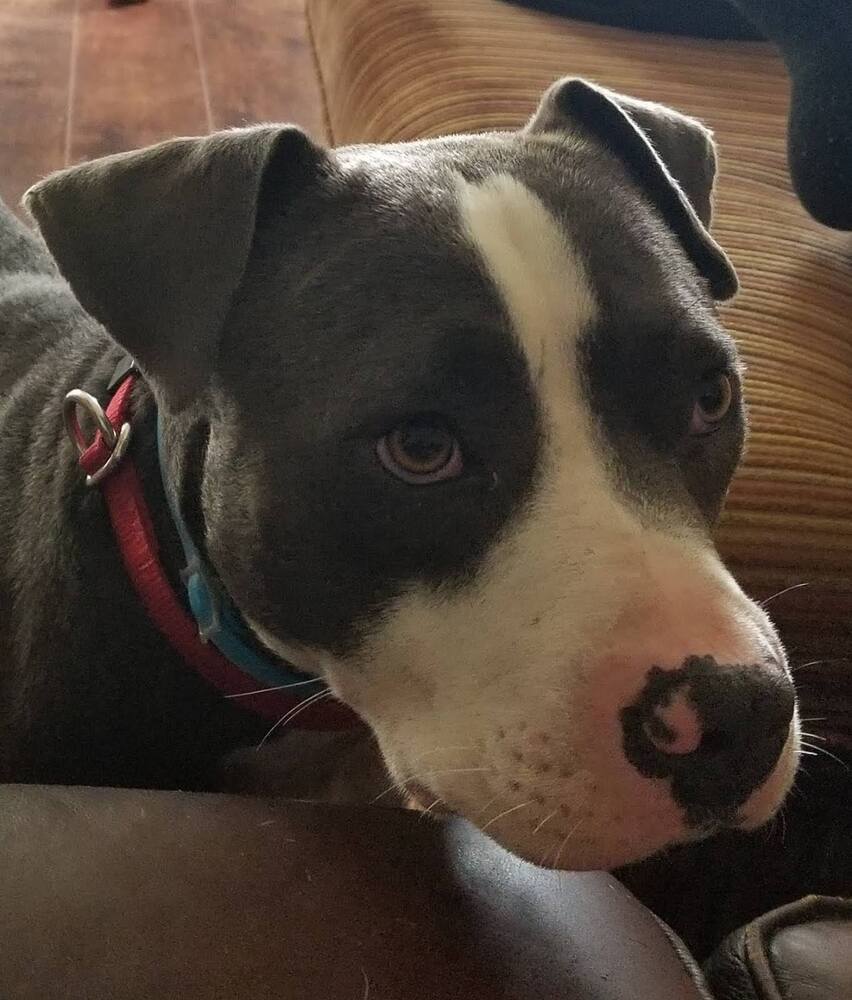 Buddy