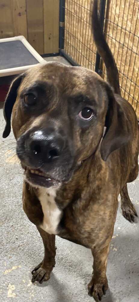 Brindle