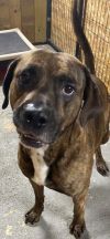 Brindle photo 1