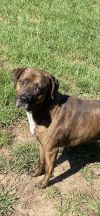 Brindle photo 2