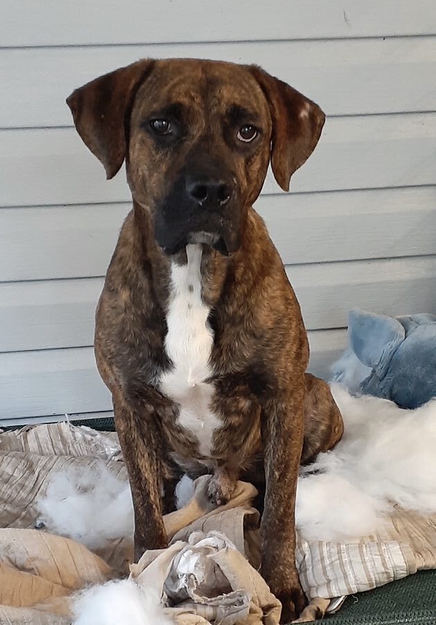 Brindle