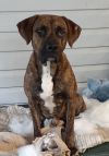 Brindle photo 3