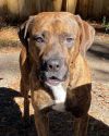Brindle photo 6