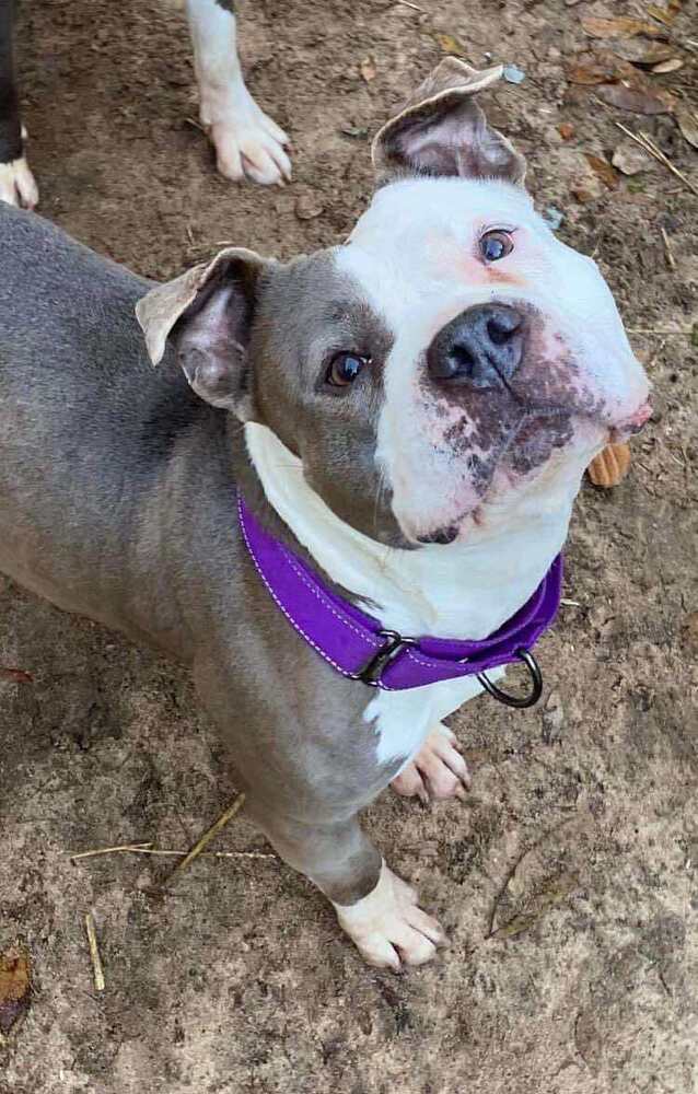 Bonnie