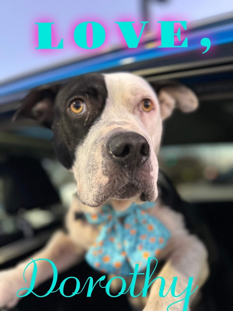 Dorothy