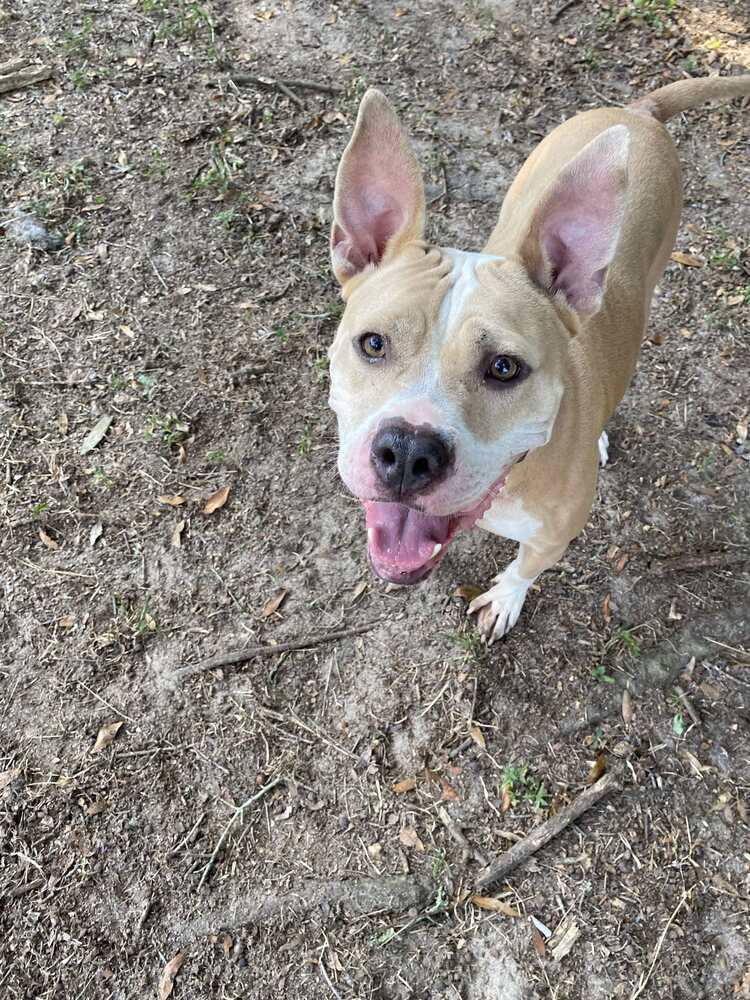 Lydia