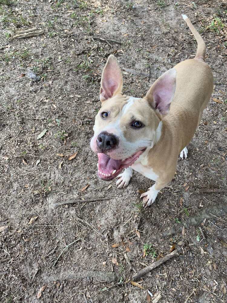 Lydia
