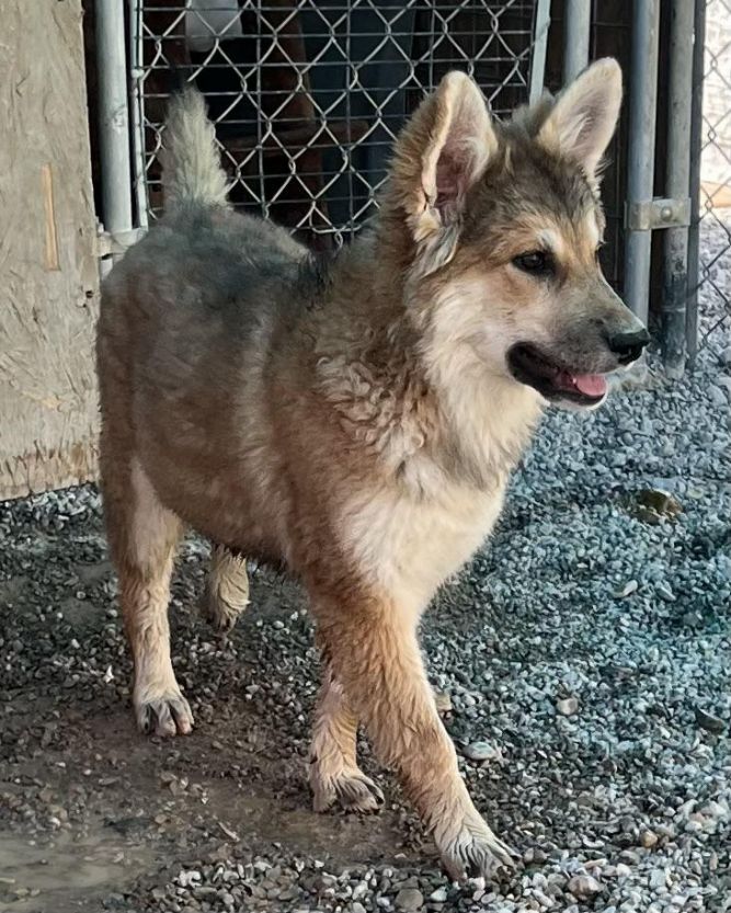 Cheyenne (Ginger)