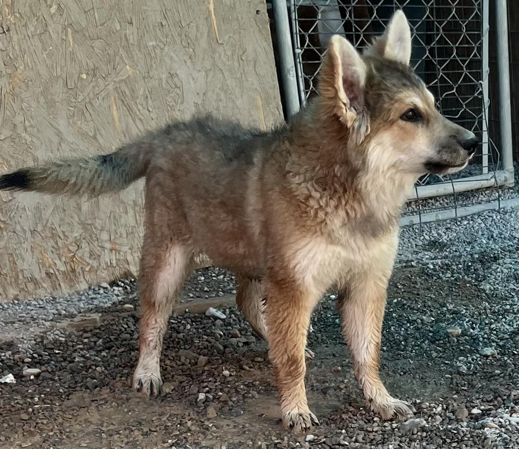 Cheyenne (Ginger)