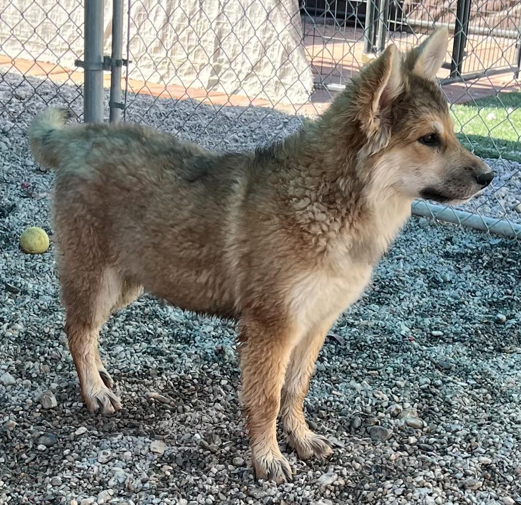 Cheyenne (Ginger)