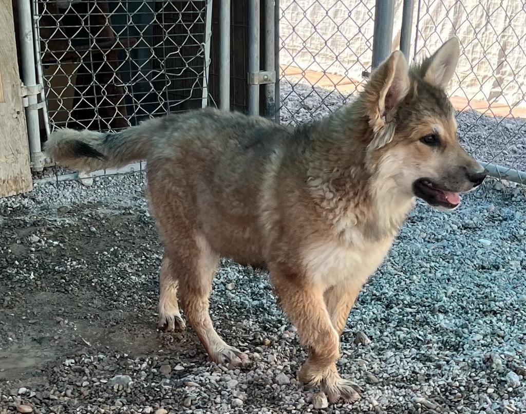 Cheyenne (Ginger)