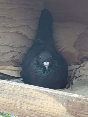 A wannabe momma is how Raisins foster mom describes her Raisin is one of many pigeons who absolut