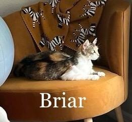 Briar, an adoptable Domestic Short Hair in Hoover , AL, 35226 | Photo Image 2