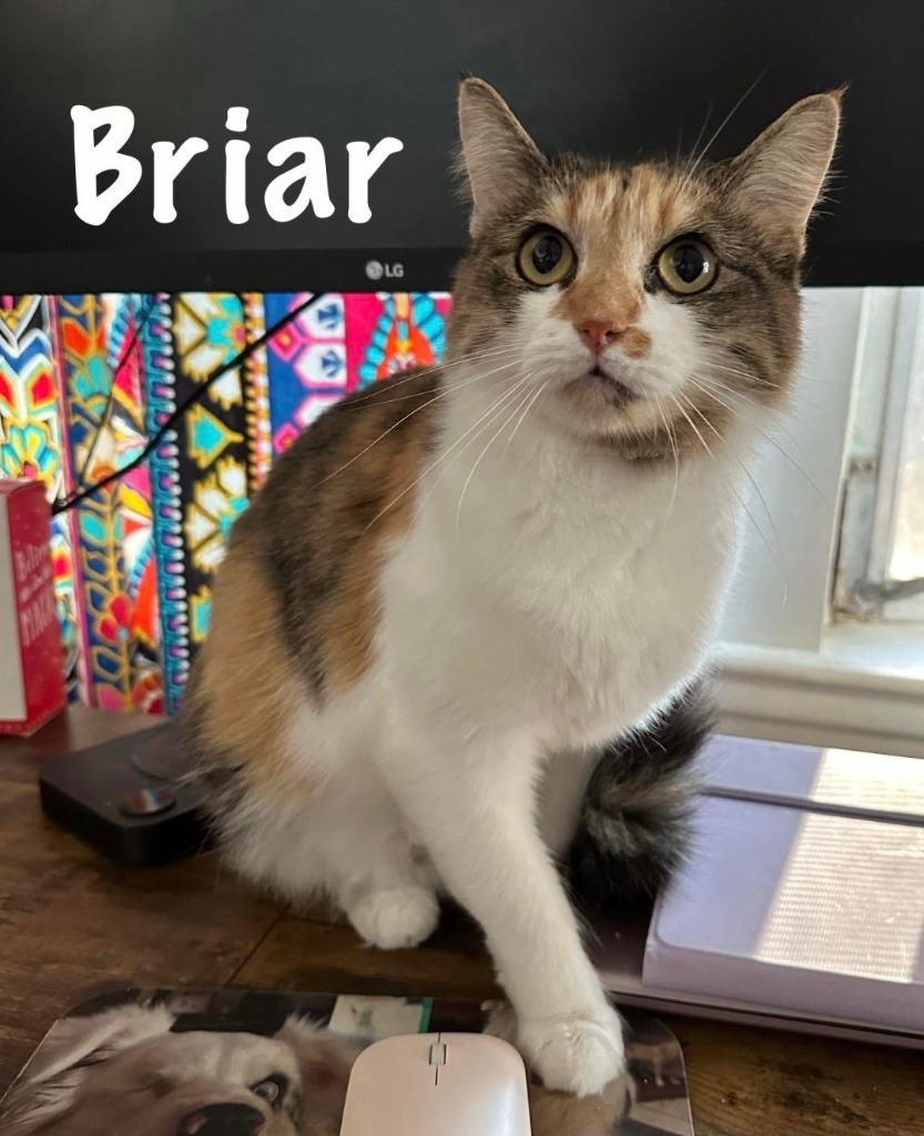 Briar, an adoptable Domestic Short Hair in Hoover , AL, 35226 | Photo Image 3