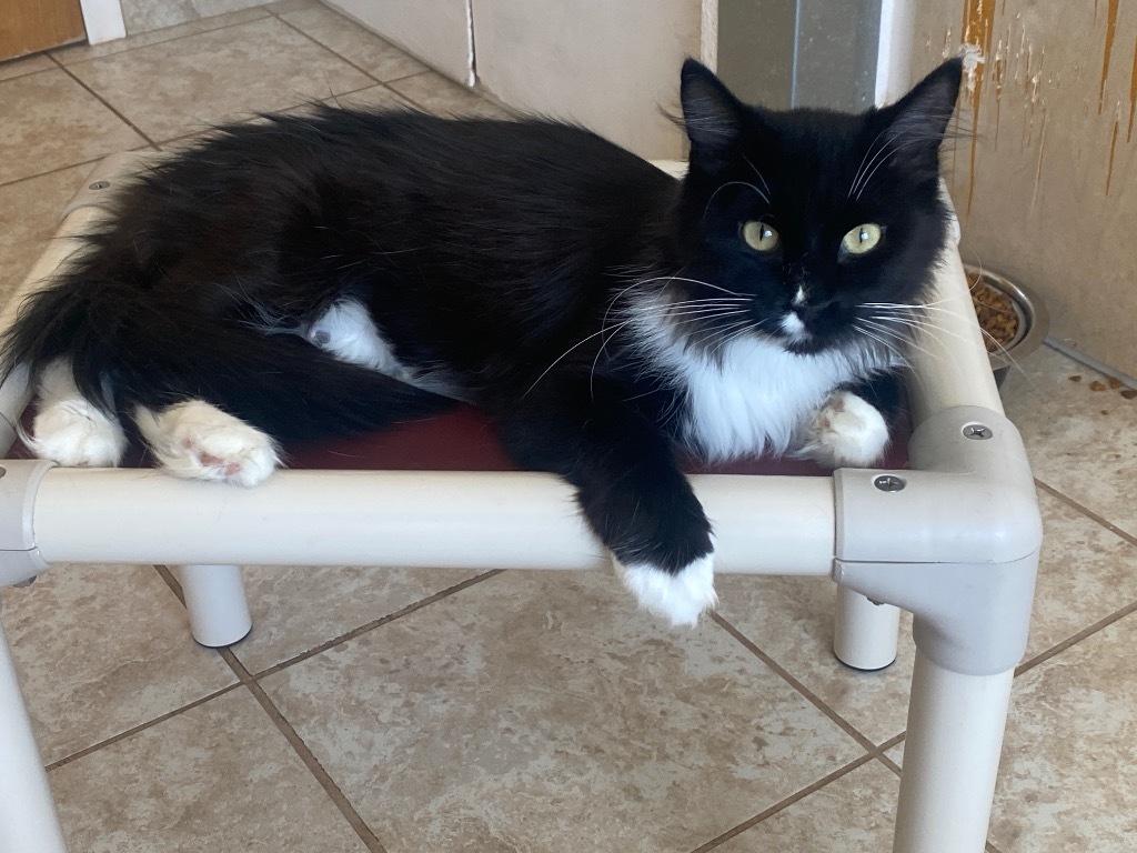 Rhea, an adoptable Domestic Short Hair in Grand Junction, CO, 81505 | Photo Image 1