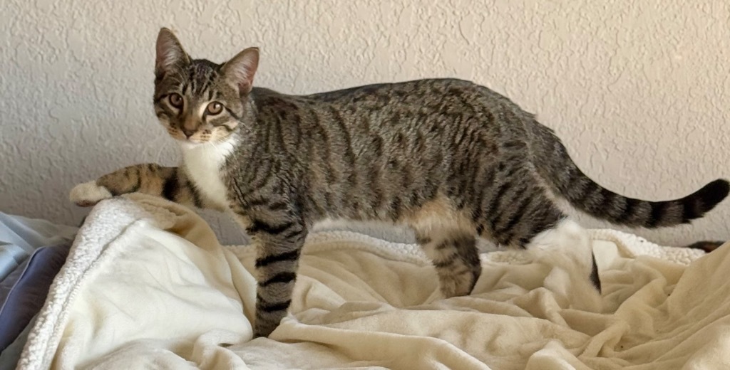 Oliver, an adoptable Domestic Short Hair in Seminole, OK, 74818 | Photo Image 1