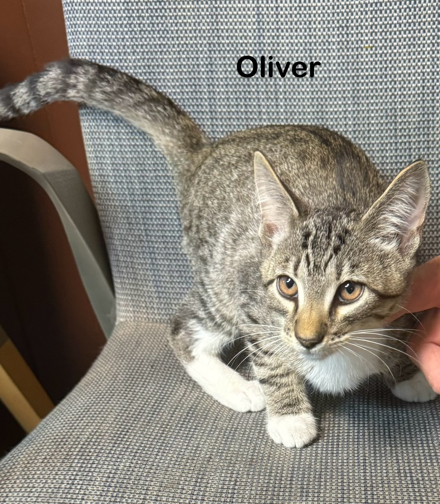 Oliver, an adoptable Domestic Short Hair in Seminole, OK, 74818 | Photo Image 2