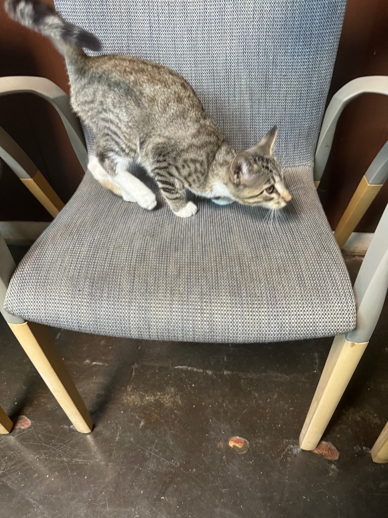 Oliver, an adoptable Domestic Short Hair in Seminole, OK, 74818 | Photo Image 3