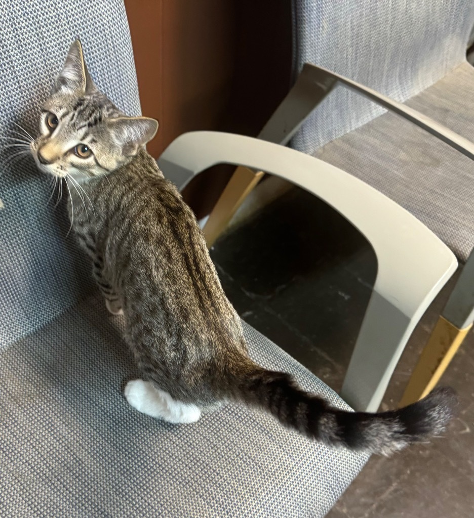 Oliver, an adoptable Domestic Short Hair in Seminole, OK, 74818 | Photo Image 4