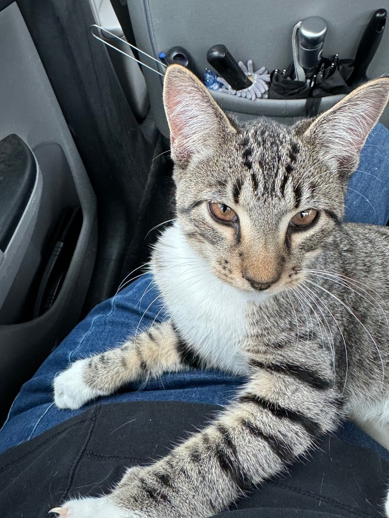 Oliver, an adoptable Domestic Short Hair in Seminole, OK, 74818 | Photo Image 5