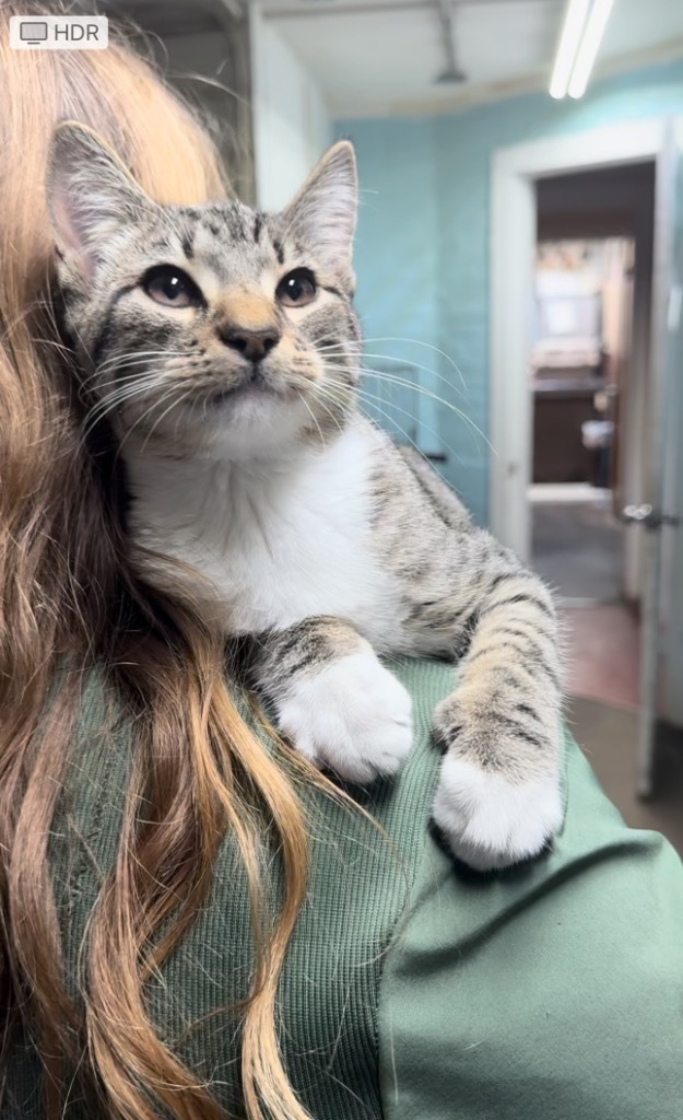 Oliver, an adoptable Domestic Short Hair in Seminole, OK, 74818 | Photo Image 6