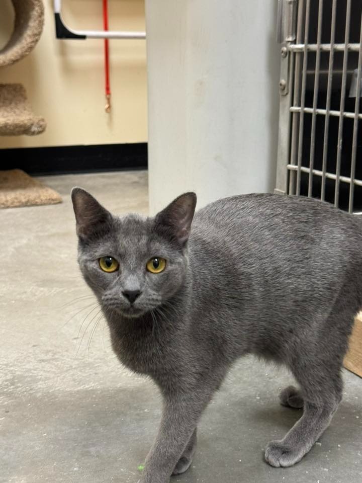 Gummi (Russian Blue Mix) (Bonded with Winnie)