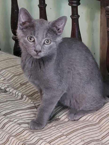 Gummi (Russian Blue Mix) (Bonded with Winnie)