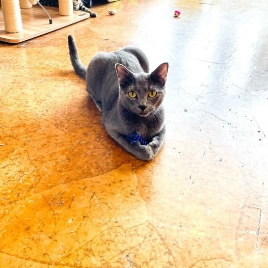 Gummi (Russian Blue Mix) (Bonded with Winnie)