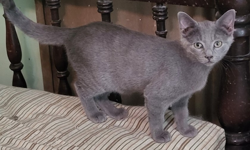 Gummi (Russian Blue Mix) (Bonded with Winnie)