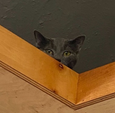 Gummi (Russian Blue Mix) (Bonded with Winnie)