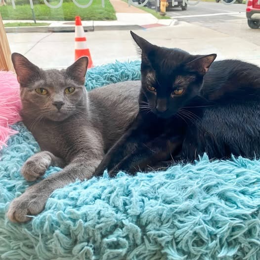 Gummi (Russian Blue Mix) (Bonded with Winnie)