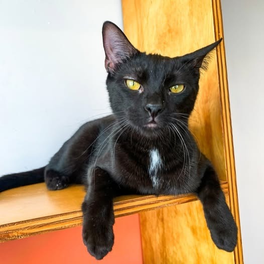 Winnie (Bonded with Gummi)