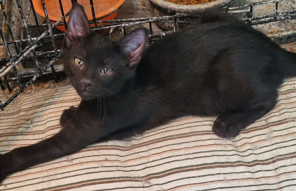 Winnie (Bonded with Gummi)