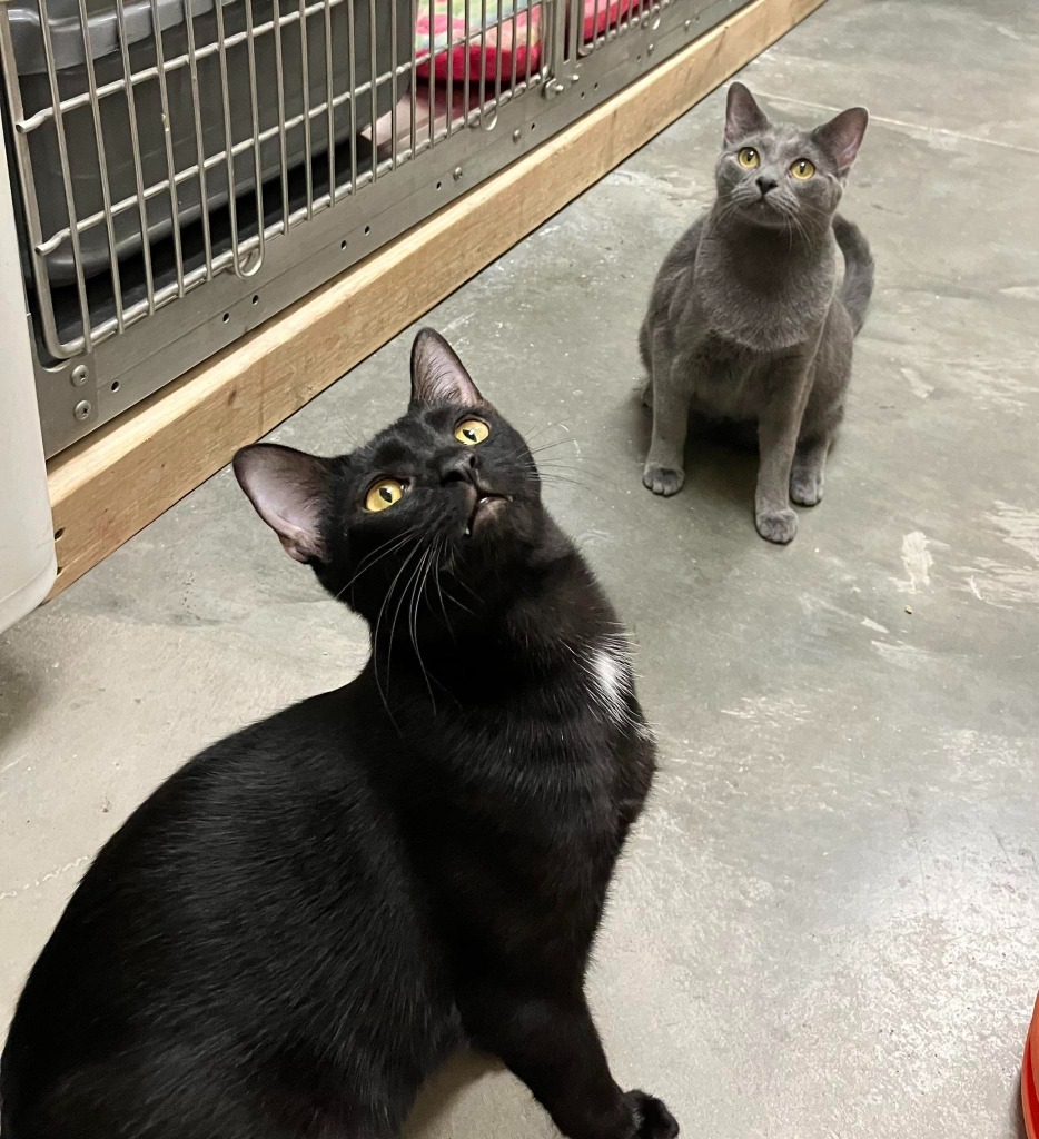 Winnie (Bonded with Gummi)
